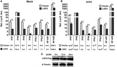 Grass Carp Laboratory of Genetics and Physiology 2 Serves As a Negative Regulator in Retinoic Acid-Inducible Gene I- and Melanoma Differentiation-Associated Gene 5-Mediated Antiviral Signaling in Resting State and Early Stage of Grass Carp Reovirus Infection